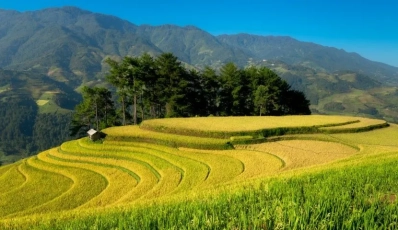 Le Maestose Terrazze di Riso di Mu Cang Chai: Cosa Fare? Quando Visitare?