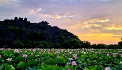 Meraviglioso Ninh Binh nella stagione di fiore di loto