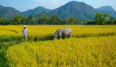 The Essential Guide to Vietnamese Countryside