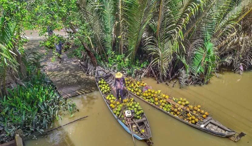 La paisible noix de coco de Ben Tre dans le delta du Mékong