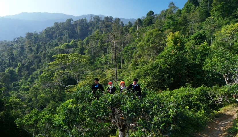 Lung Vai Village, Ha Giang: Discover an Ancient Shan Tuyet Tea Village Hidden in the Mountains
