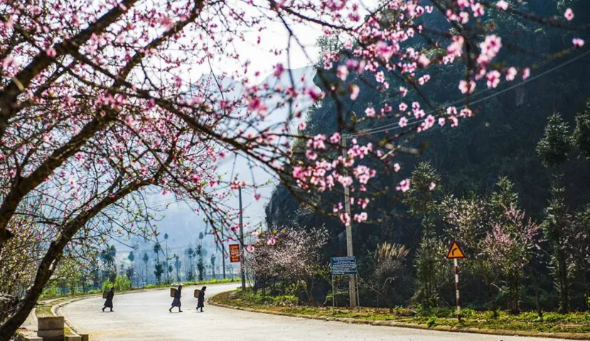 The Guide to the Ha Giang Loop in February: A Springtime Fairy Tale