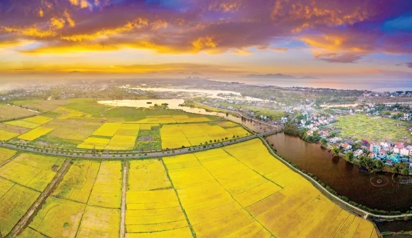 Hoi An Rice Paddies: Exploring Traditional Vietnamese Agriculture