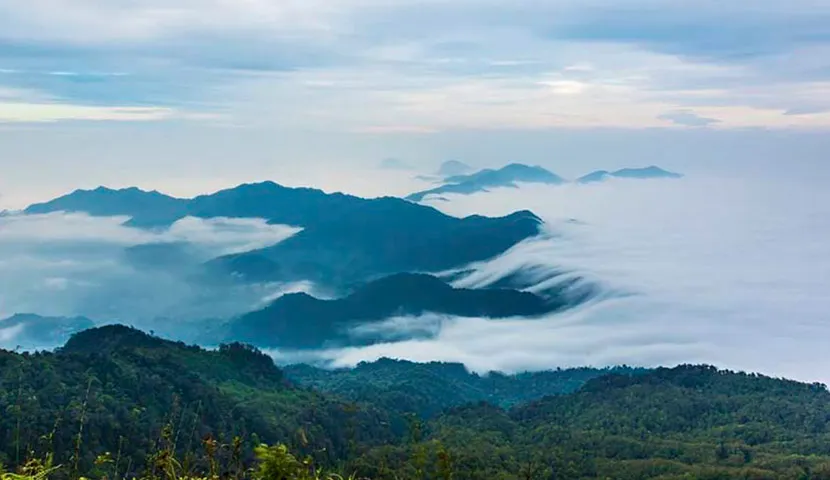 Chieu Lau Thi - La belle forêt vierge du nord-est.