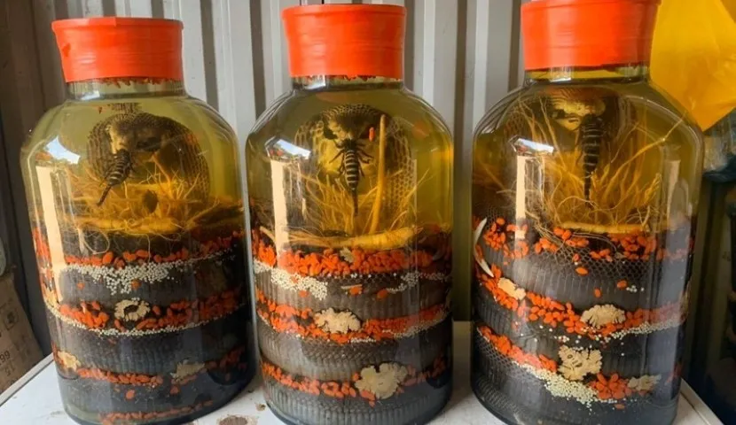 Snake Wine: The Complete Guide to Vietnam's Legendary Drink