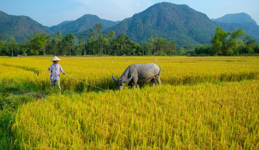 The Essential Guide to Vietnamese Countryside