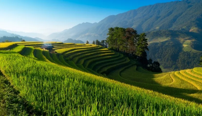 Top 10 Spectacular Rice Fields in Vietnam You Can’t Miss