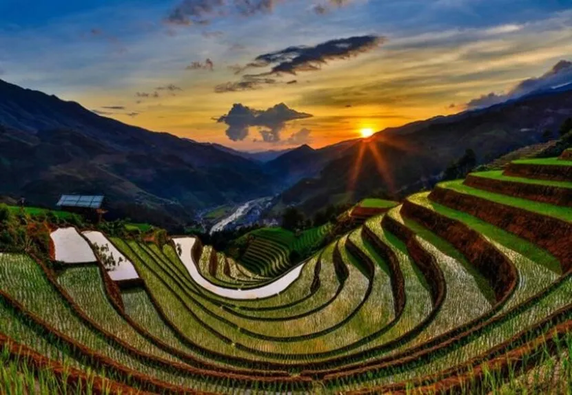 tu le rice field in vietnam
