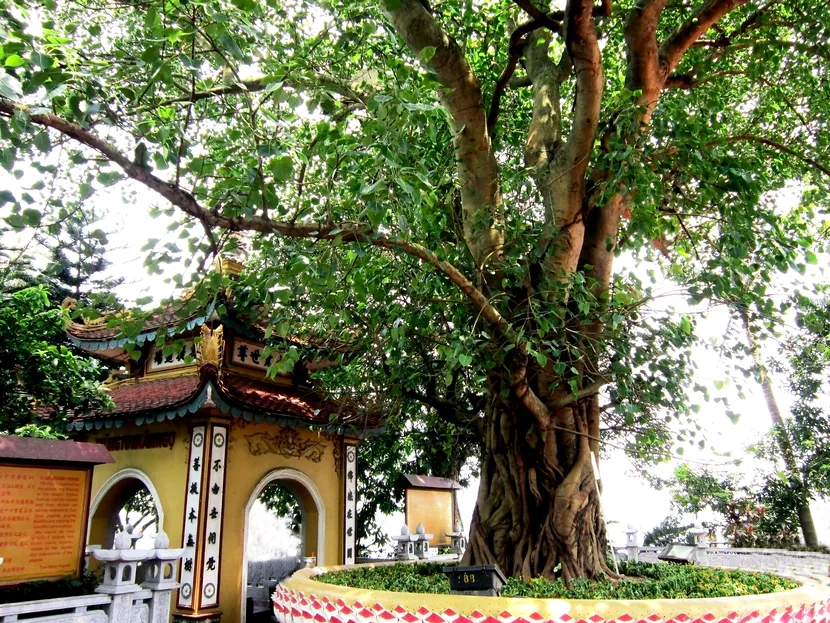albero ficus sacro pagoda tran quoc hanoi