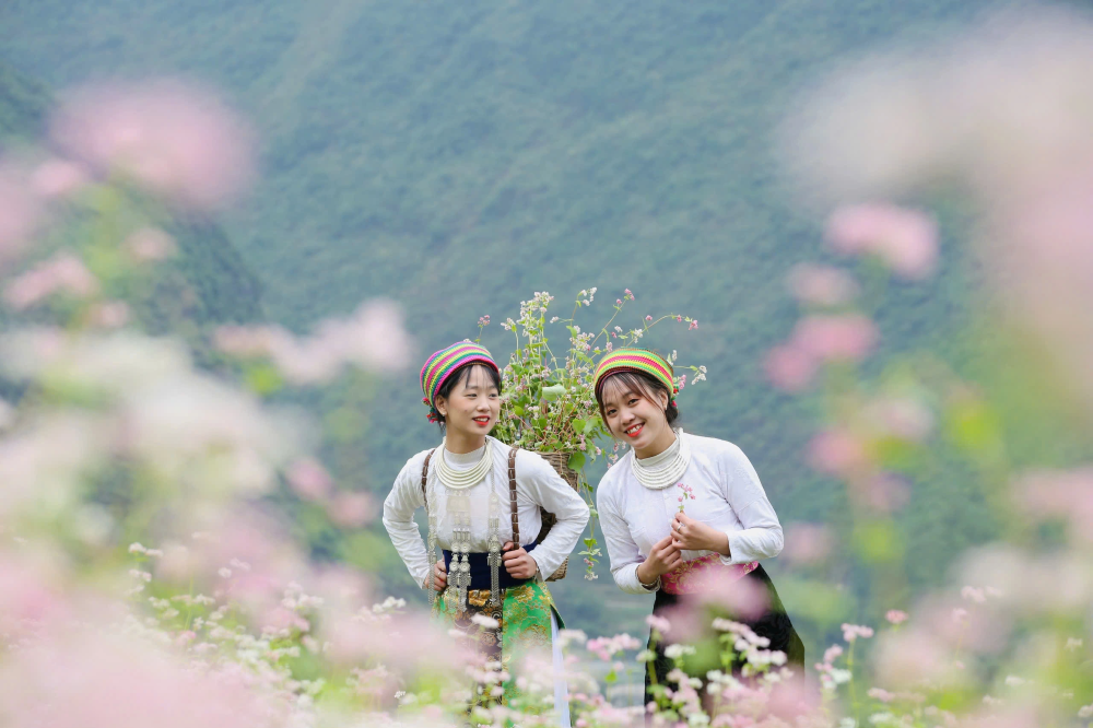 Pink buckwheat flower fields in Ha Giang Vietnam