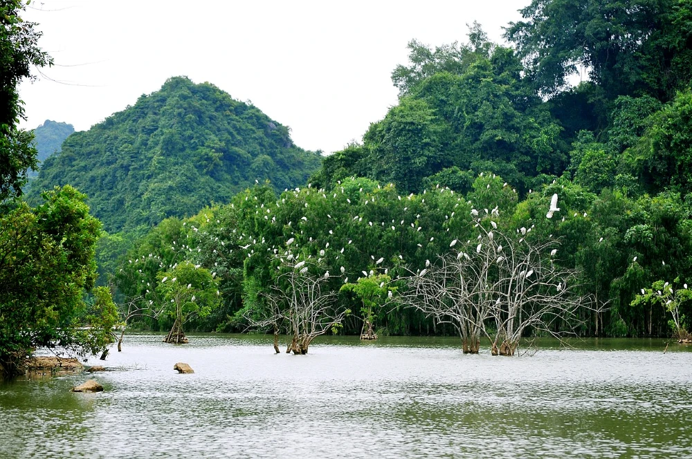 thung nham bird park in ninh binh in autumn