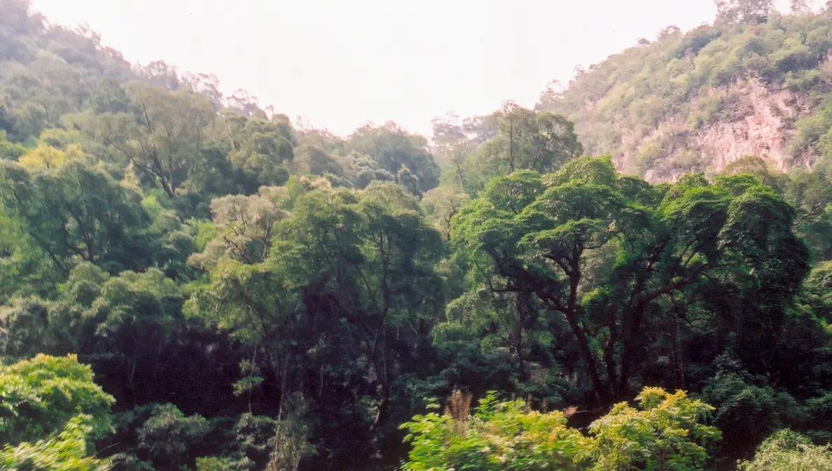 Ba Be National Park forest