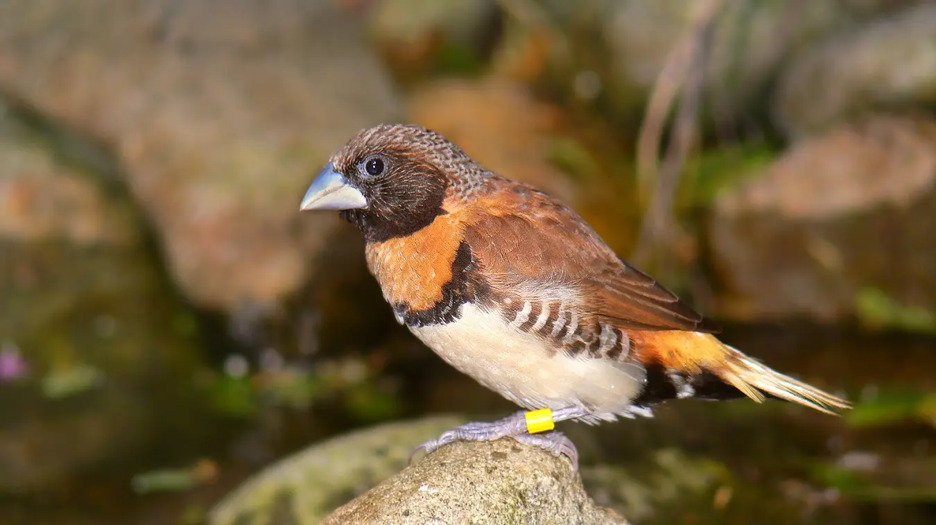 Animaux du parc national de Ba Vi