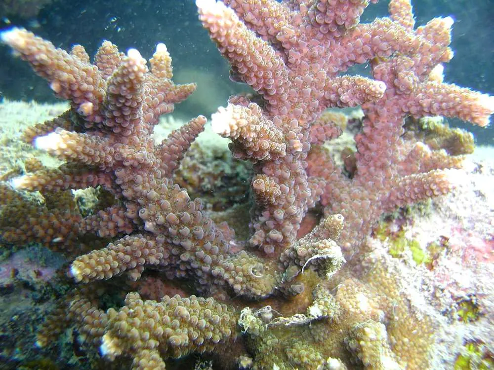 coral reef environtment in bai tu long national park