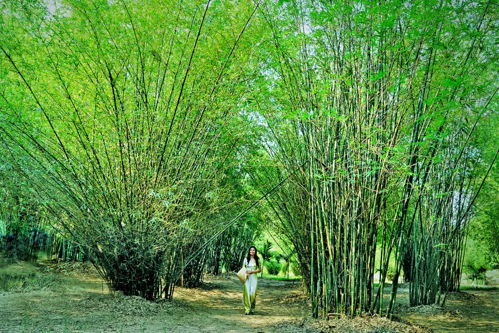 bamboo in vietnam countryside