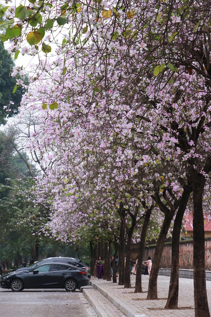 ban flowers in february