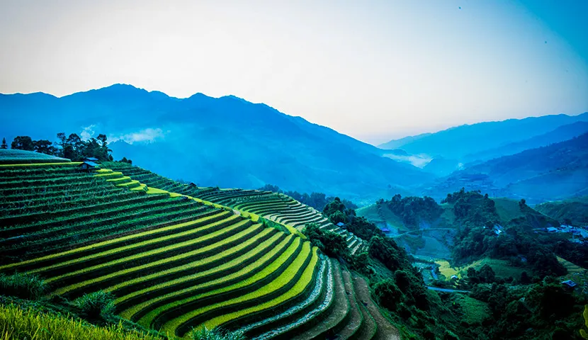 beautiful landscape of rice field in the northwest