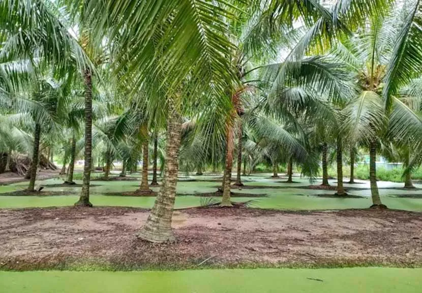 ben tre coconut homeland in mekong delta