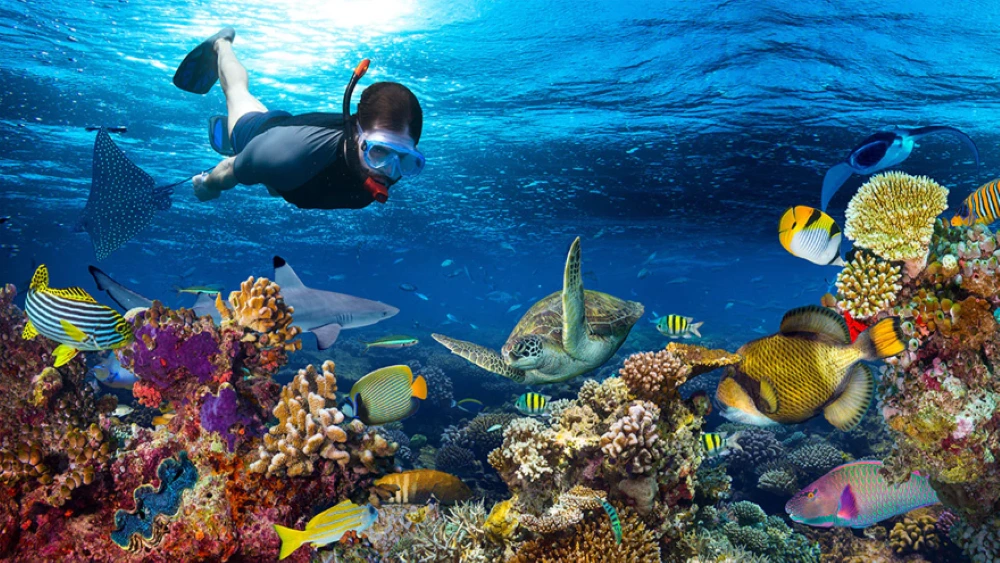 marine life in phu quoc