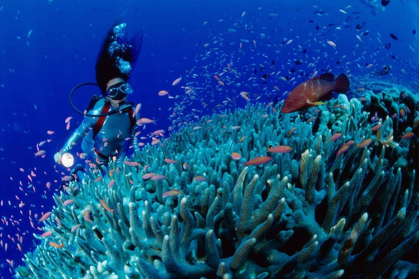 snorkeling con dao island