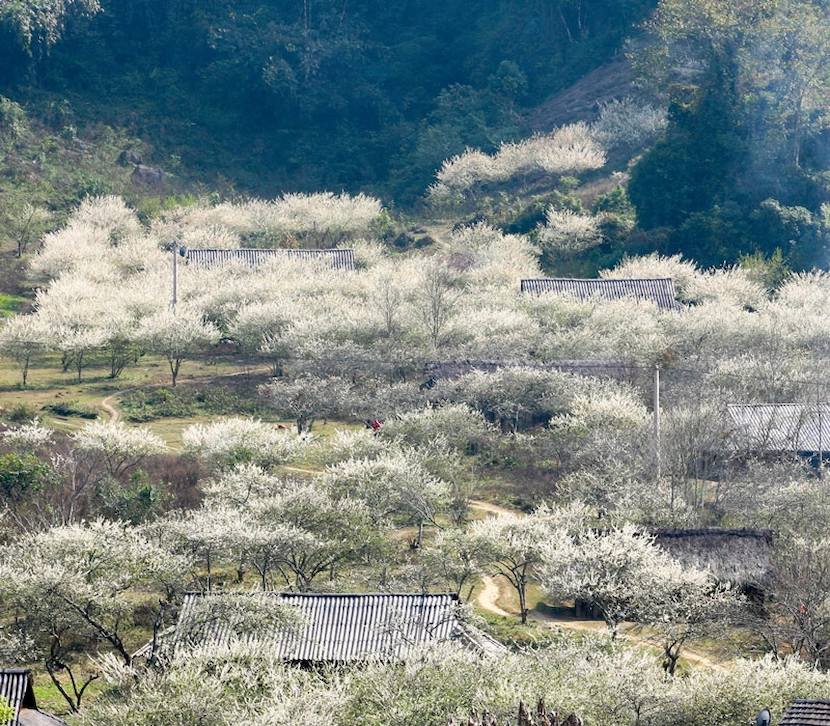 mai chau blossom season