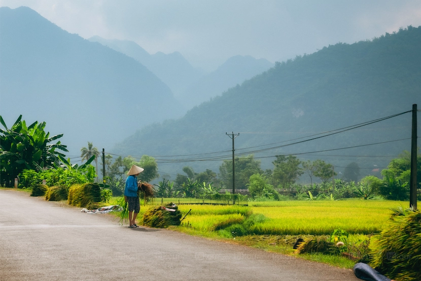 mai chau harvesting season