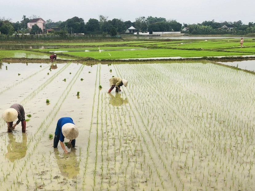 planting season in mai chau