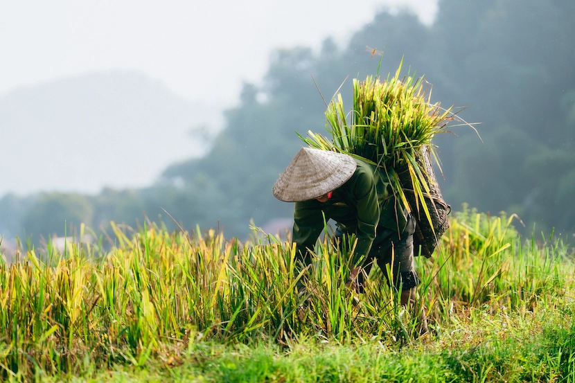 pu luong rice fields