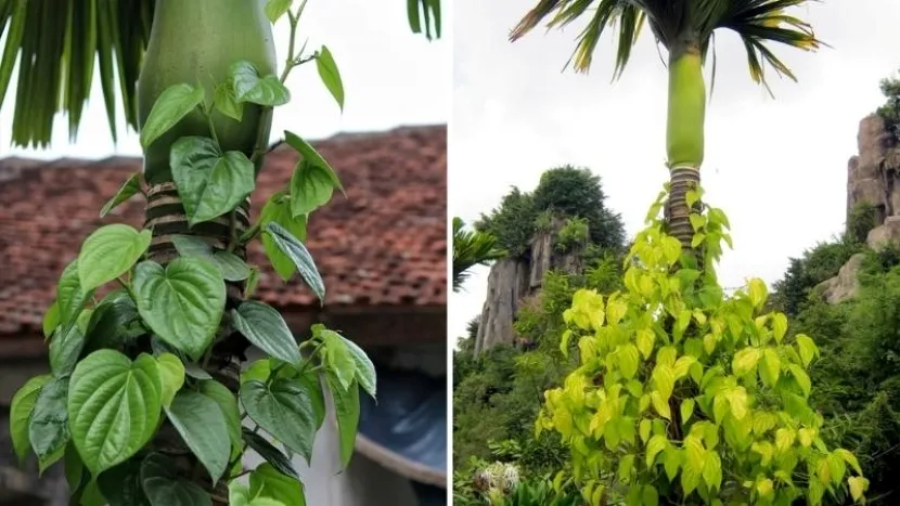 Árboles de areca y betel en una aldea rural