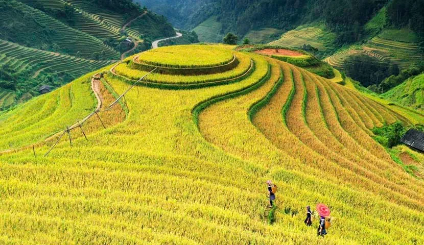 rice field terrace in mu cang chai