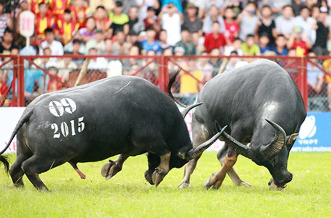 buffalo festival vietnam in september