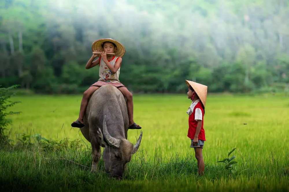 water buffalo is a signature vietnam animal