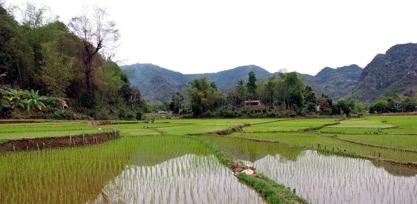 campi di riso in stagione acqua 1
