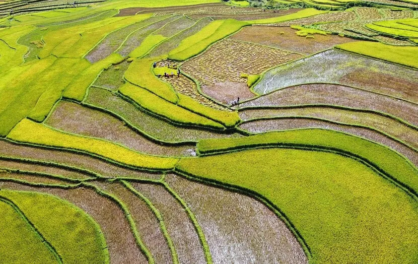campi di riso muong than