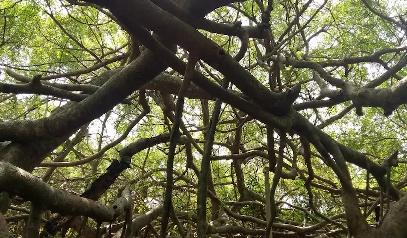 malayan banyan pergola