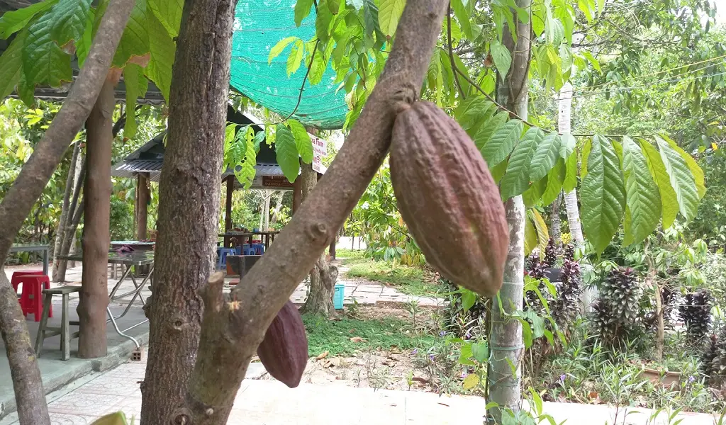 cosa fare can tho giardino di cacao