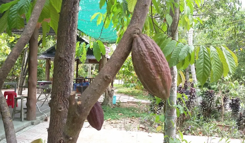 muoi cuong cocoa garden