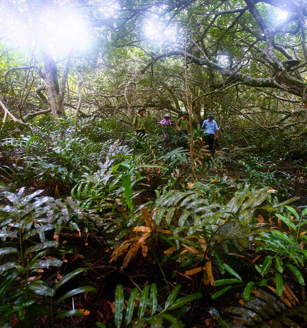 la flora del parco di bai tu long