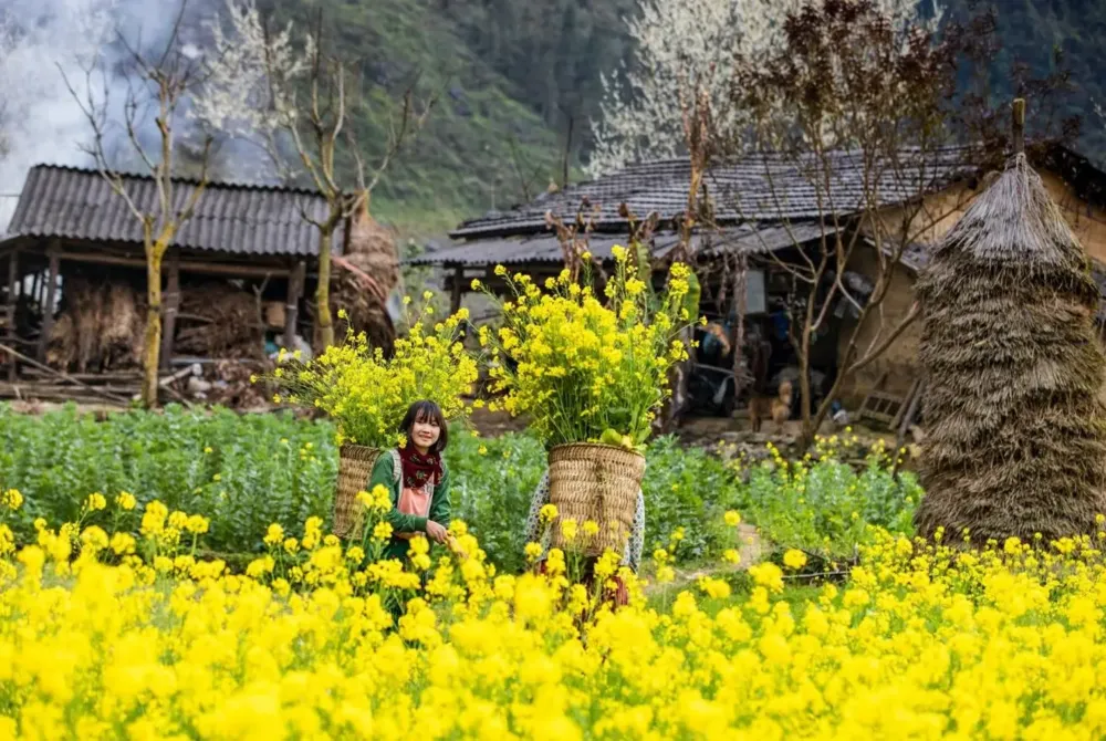 champs éclatants de moutarde jaune à Ha Giang