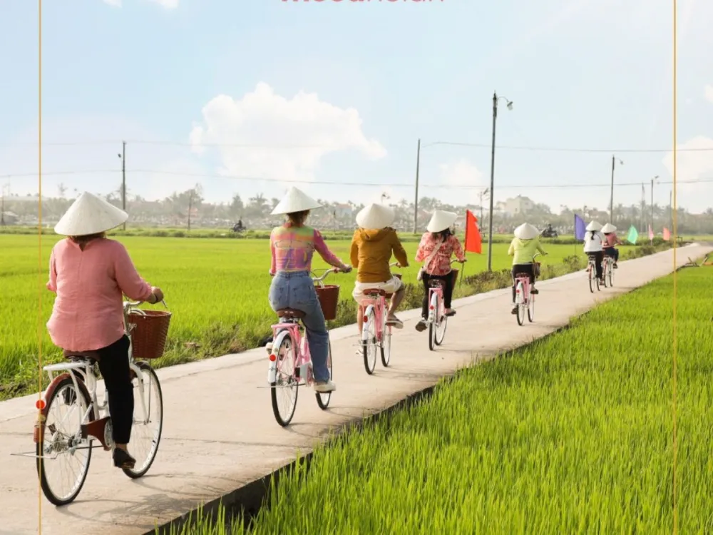 Tourists cycling through golden rice paddies in Hoi An countryside
