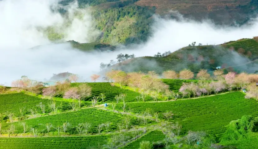 colline de the olong en decembre