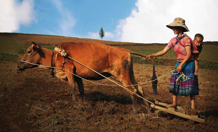 woman working in the upland field in xi man