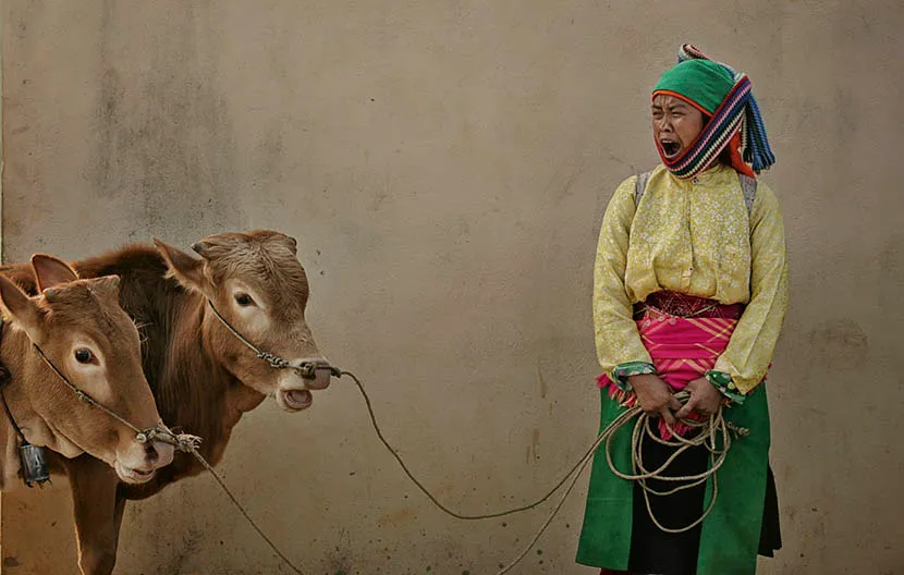 early morning market, woman and cows