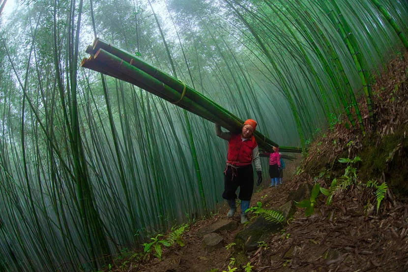 working in the bamboo field in the northern vietnam