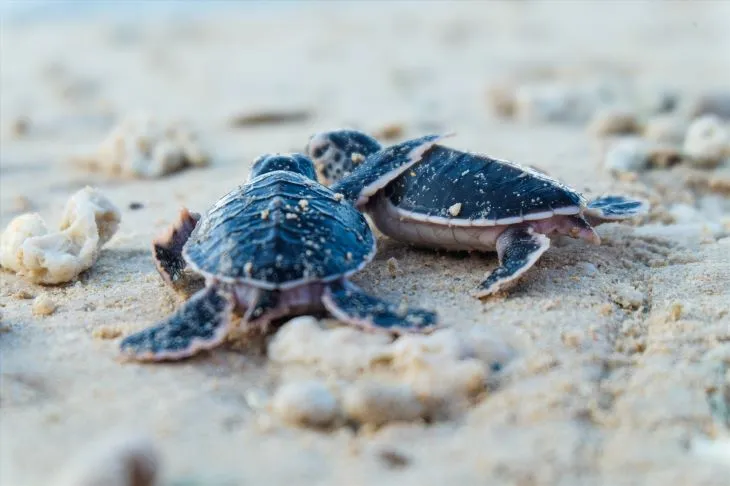 saison de reproduction des tortues de mer de con dao