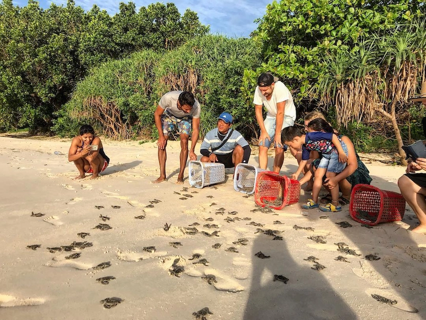 sea turtle breeding in con dao