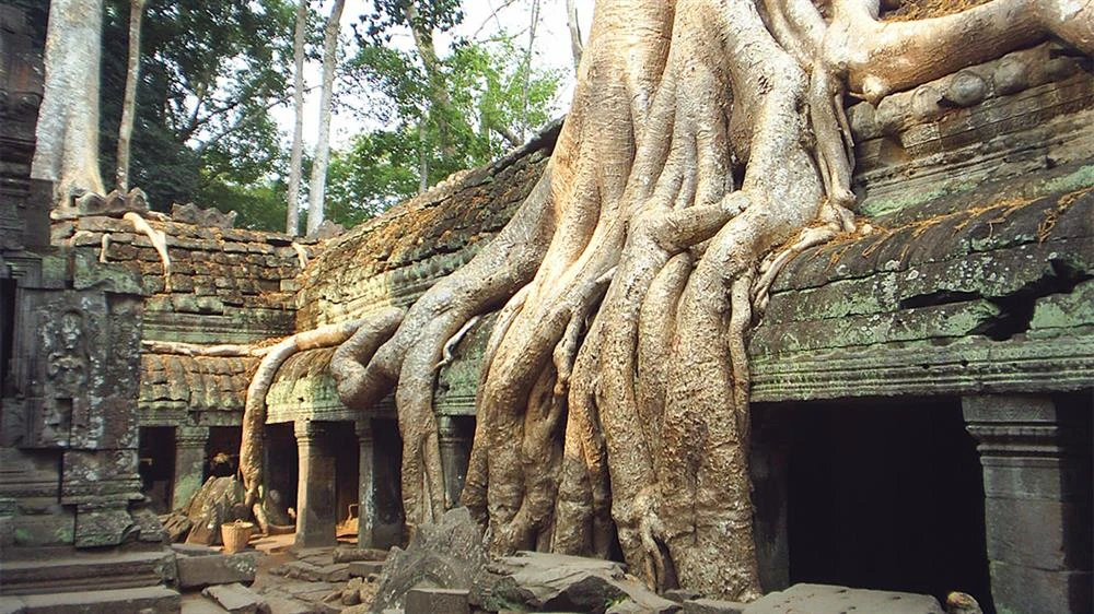 Ancient Ta Prohm temple ruins overgrown by giant tree roots in Cambodia jungle