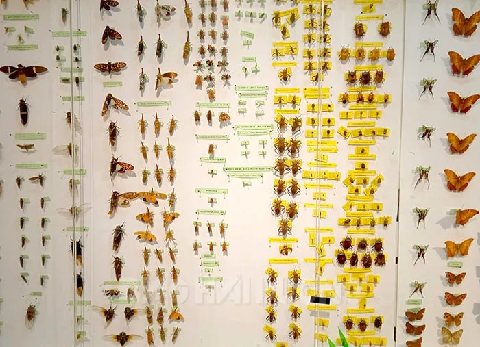 collezione farfalle parco nazionale cuc phuong
