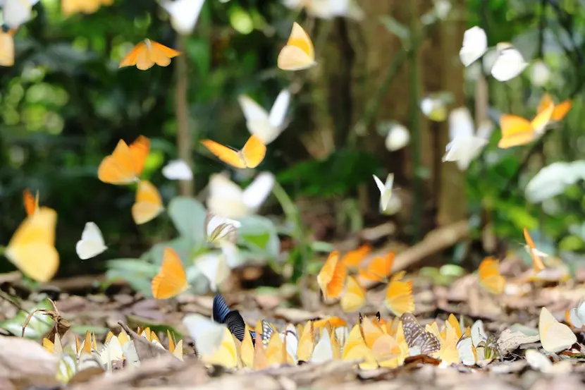 butterfly season in cuc phuong national park