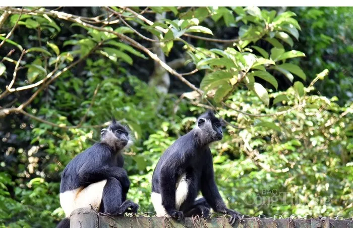 centre de sauvetage des primates de cuc phuong